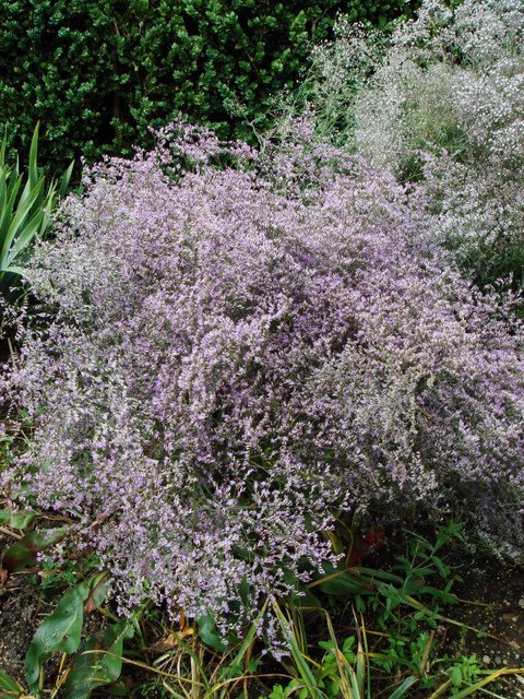 Limonium latifolium fleur